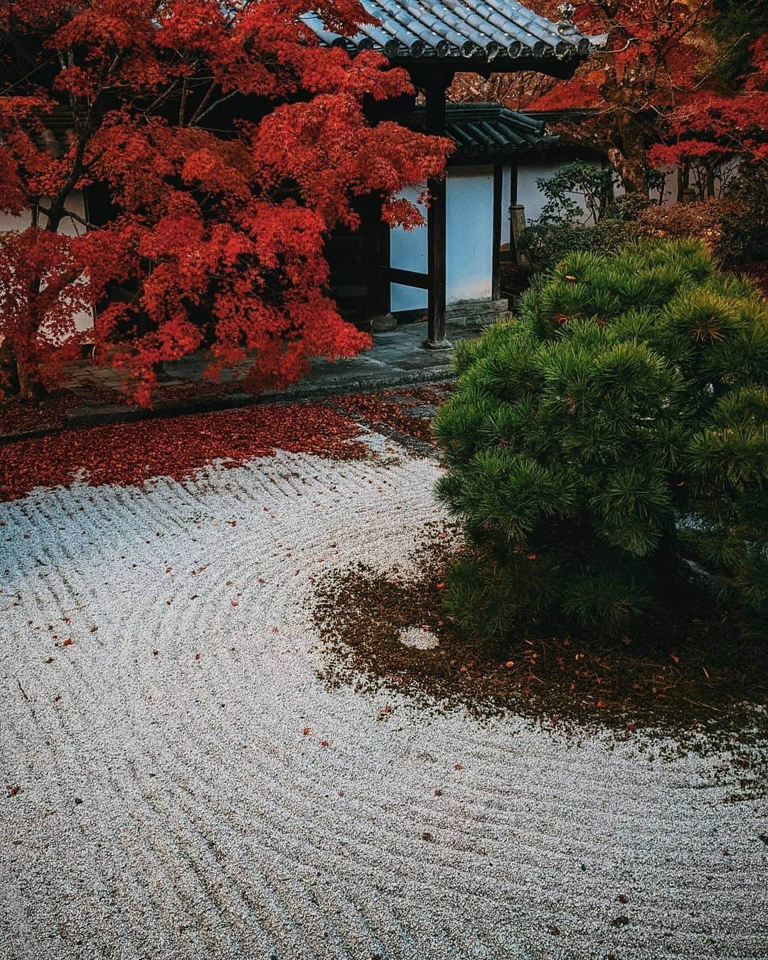 福田洋昭さんのインスタグラム写真 - (福田洋昭Instagram)「やっぱり京都の秋は別格🍁🏯 Easily my favorite season in Kyoto. #googlepixel #Pixelで撮影 #Googleのスマホ #Kyoto #autumn #foliage」12月8日 22時28分 - hirozzzz