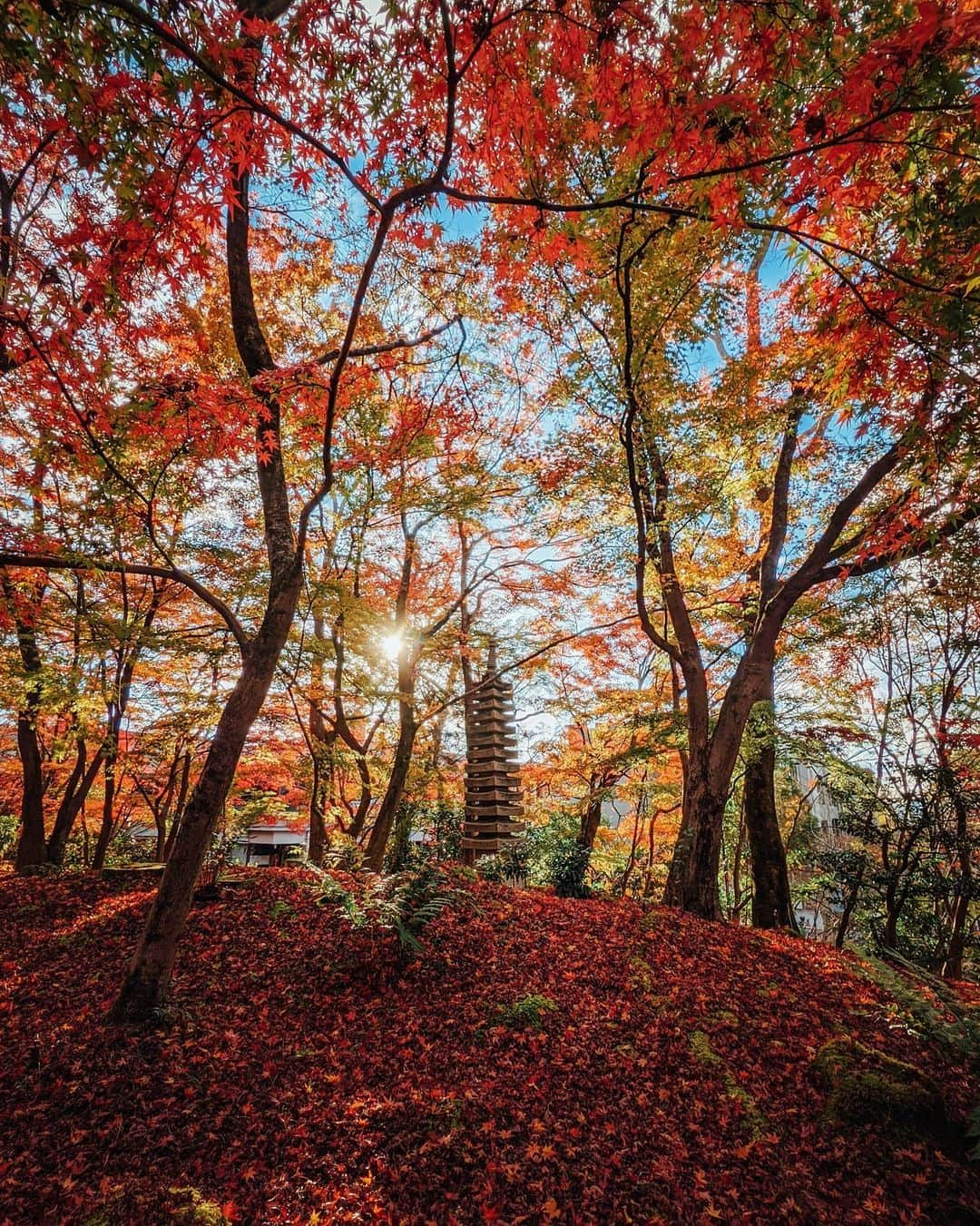 福田洋昭さんのインスタグラム写真 - (福田洋昭Instagram)「やっぱり京都の秋は別格🍁🏯 Easily my favorite season in Kyoto. #googlepixel #Pixelで撮影 #Googleのスマホ #Kyoto #autumn #foliage」12月8日 22時28分 - hirozzzz