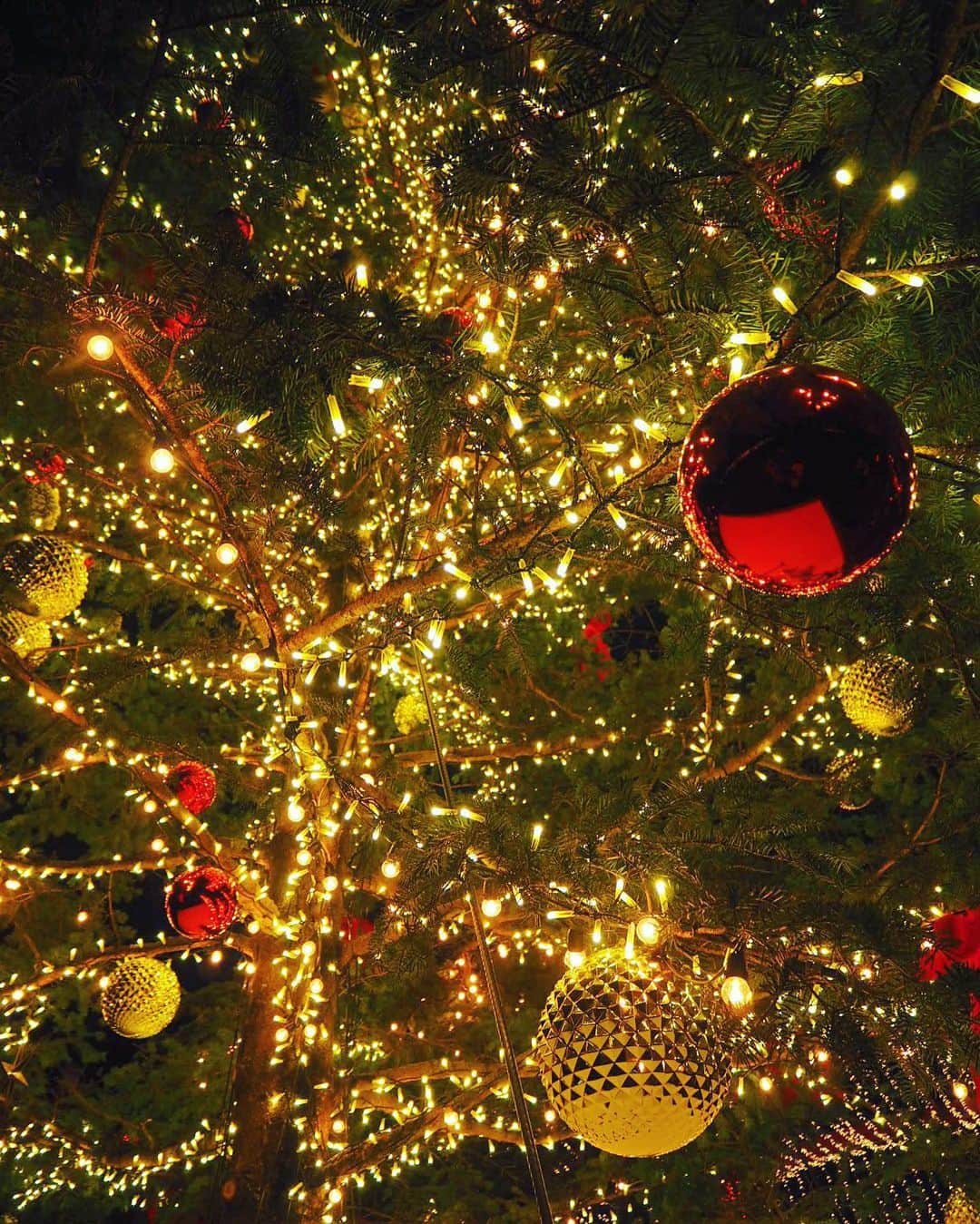 小林海青のインスタグラム：「街に流れるクリスマスソングにわくわくする季節がやってきた🎄 #海青カメラ  #クリスマスツリー」