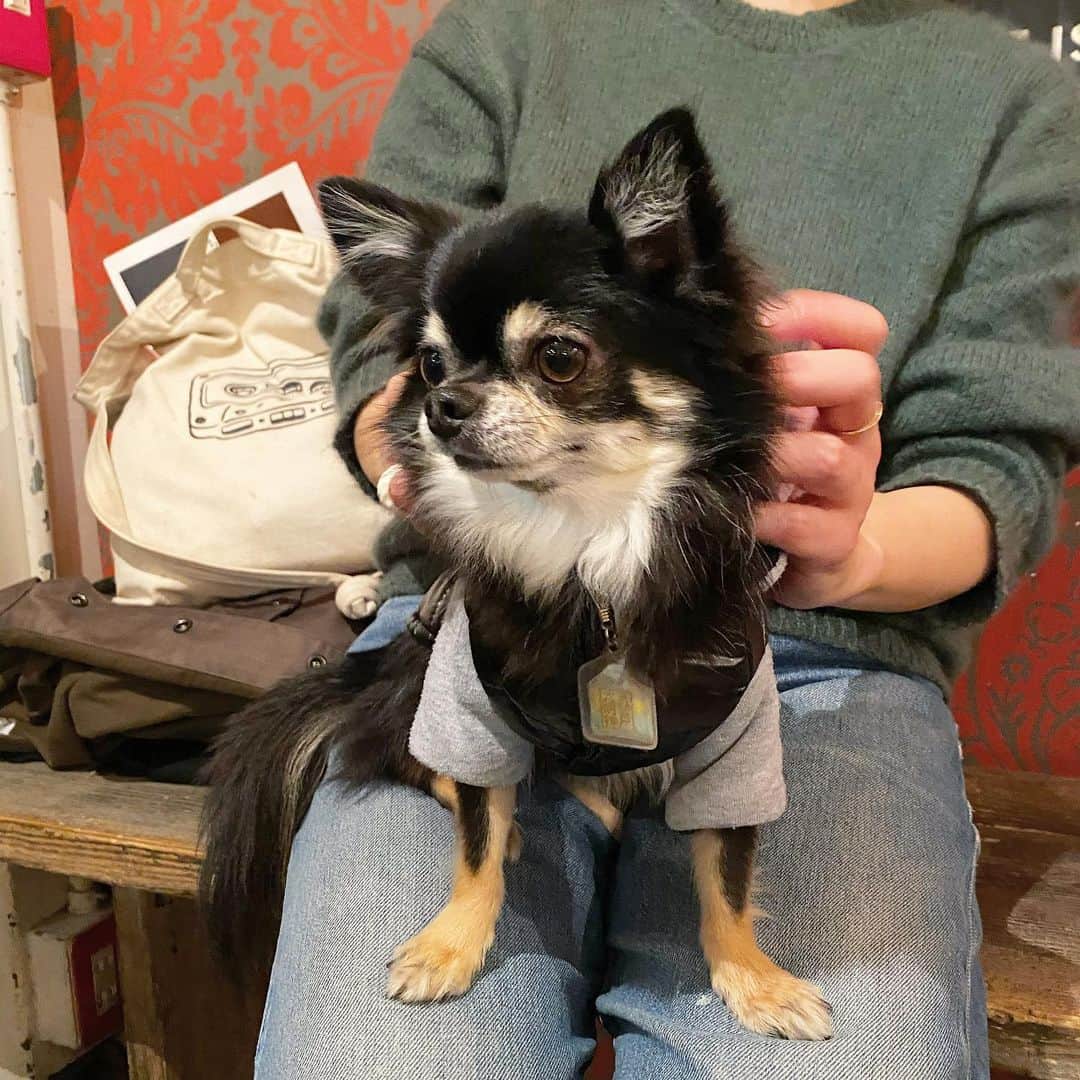 中倉隆道さんのインスタグラム写真 - (中倉隆道Instagram)「. 今日のルフト🐶💕 . カフェで仲良しのお姉さんの膝上でくつろぎっぱなしのルフト🐶☕️💕 . 相変わらずのランよりカフェ犬🐕 . . #愛犬 #チワワ #わんこ #わんこのいる生活 #中倉隆道 #柿ピー研究家 #フリーアナウンサー #愛犬家 #アニメ研究家 #わんことお出かけ」12月8日 22時42分 - ryudo.tokyo