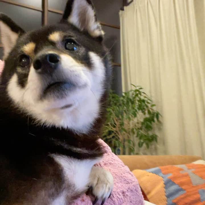 まめ丸のインスタグラム：「* * 今日もまたアイツがうごいてる… こわくなっちゃってだっこなぼく🐶💦 #まめ丸とホットクック * * #ホットクックがこわいぼく #音なしにしてもらったけどだめなの #こわいからだっこされにいくよ * #柴犬#豆柴#柴#黒柴#犬#しばいぬ#shiba#shibainu#shibastagram#shibadog#ig_japan#ig_dogphoto#puppy#instadog#dogstagram#dog#petstagram#pet#강아지#dailyfluff#weeklyfluff」