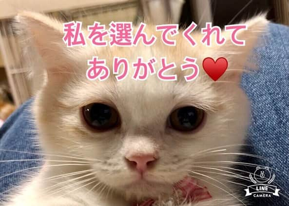 まんちの樹（マンチカンブリーダー）のインスタグラム