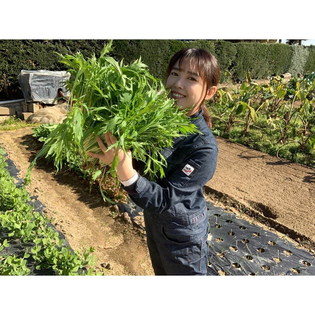 中島早貴さんのインスタグラム写真 - (中島早貴Instagram)「なかじま(さき)農園 初！収！穫！🥺✨✨✨✨ 　 水菜がすくすくと育ち 無事に初収穫をしてきました👩‍🌾 　 無農薬で育てるのは 父も初めてで おそらく虫にたくさんやられちゃうだろう👨🏻。 と予想していたのですが びっくりするぐらい 虫にやられずに育ちました😭 　 育てた土は もともと農薬使ってたので 認証マークはもらえないですが まずは一歩前進！！！🙋‍♀️👍  嬉しいなぁーーー🥺✨✨✨ 　 他の子達も無事に育ちますよーに🥺🙏🏻🙏🏻🙏🏻💓  動画は 『ひとり黙々と初収穫』 『片手で余裕やで！』 の2本立て💁‍♀️ 　 #真ん中っ子による畑日記  #育ててみる 🌱 #農家の娘」12月8日 23時15分 - saki__nakajima__uf