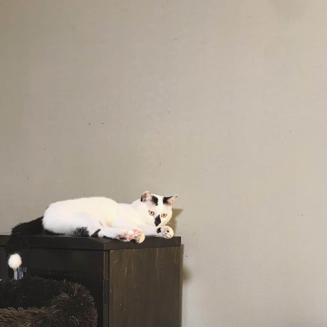 もじゃころのインスタグラム：「本日の🍙 ひとりでいるのが好きなオニオニ🍙 今日もかわいい🥺💕 たまには歌のお姉さん(?)の相手もしてくれ…  #鼻菱おにぎり丸」