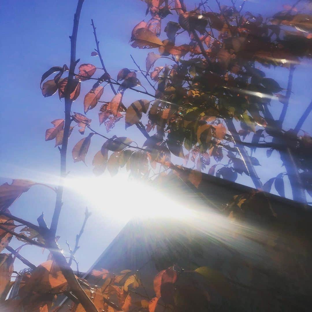 小向なるさんのインスタグラム写真 - (小向なるInstagram)「🍂」12月8日 23時43分 - naru.komkai
