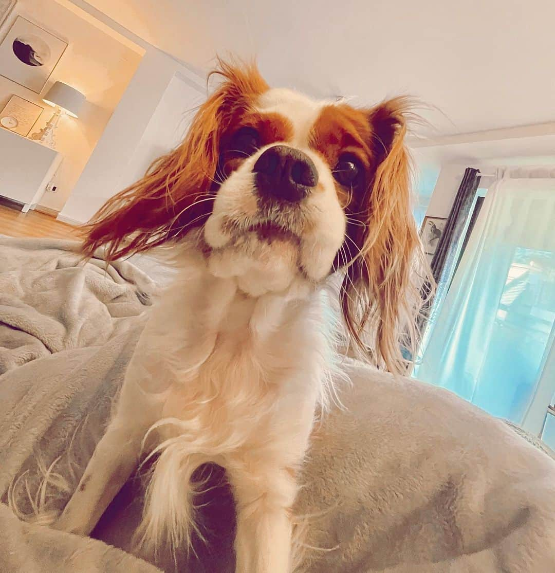 ライア・グラッシのインスタグラム：「Mi cachetuda comestible 💕🐶 . . #EsosMorrosMePueden #cavalier #puppy #cavalierkingcharlesspaniel #cavalierkingcharles #cavaliercommunity #guapa」