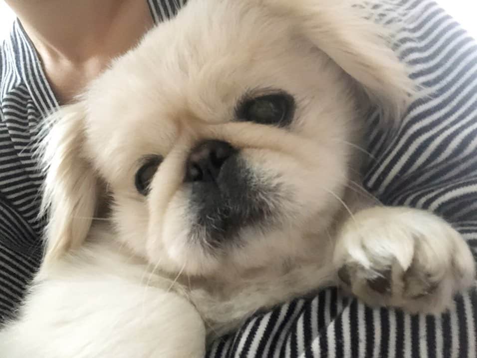 有田優理香のインスタグラム：「予防接種をあすに控える犬。どきどき。  #pekinese #ペキニーズ　#鼻ぺちゃ　#犬界の藤原竜也　#実は病院好き #お友達に会えるから🐶　#オドぜひ　#ご覧いただき有難うございました #広島は年明け」