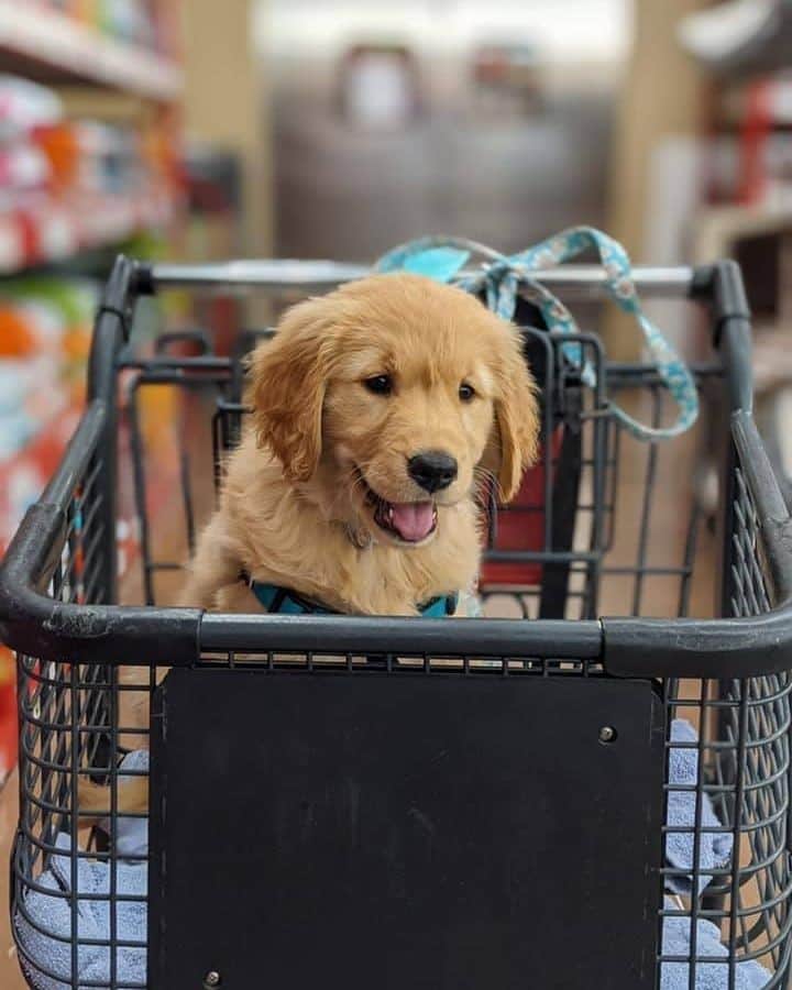 8crapさんのインスタグラム写真 - (8crapInstagram)「“Get in! We are shopping for some treatos!” - Hashtag #barkedtongueout on your doggo’s tongue out photos/videos and get a chance to be featured! - 📷 @koko.thegolden - #TheBarkedClub #barked #tongueouttuesday #tot #👅 #😛 #dog #doggo #puppy #pupper #GoldenRetriever #GoldenRetrieverPuppy」12月9日 0時00分 - barked