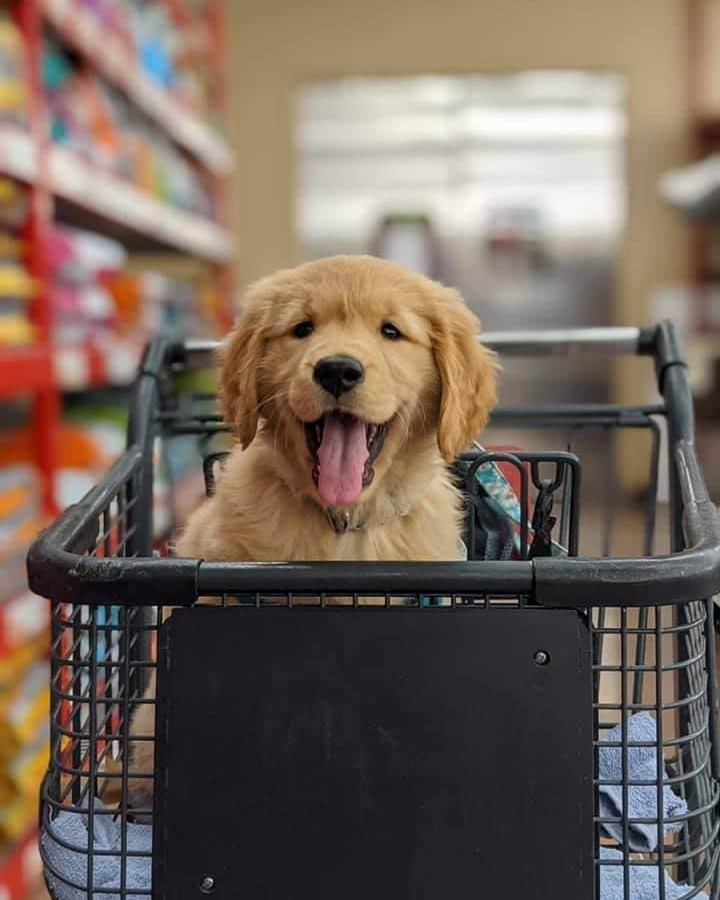 8crapさんのインスタグラム写真 - (8crapInstagram)「“Get in! We are shopping for some treatos!” - Hashtag #barkedtongueout on your doggo’s tongue out photos/videos and get a chance to be featured! - 📷 @koko.thegolden - #TheBarkedClub #barked #tongueouttuesday #tot #👅 #😛 #dog #doggo #puppy #pupper #GoldenRetriever #GoldenRetrieverPuppy」12月9日 0時00分 - barked