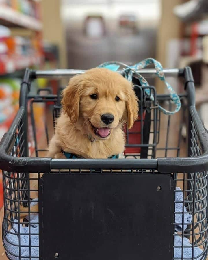 8crapさんのインスタグラム写真 - (8crapInstagram)「“Get in! We are shopping for some treatos!” - Hashtag #barkedtongueout on your doggo’s tongue out photos/videos and get a chance to be featured! - 📷 @koko.thegolden - #TheBarkedClub #barked #tongueouttuesday #tot #👅 #😛 #dog #doggo #puppy #pupper #GoldenRetriever #GoldenRetrieverPuppy」12月9日 0時00分 - barked