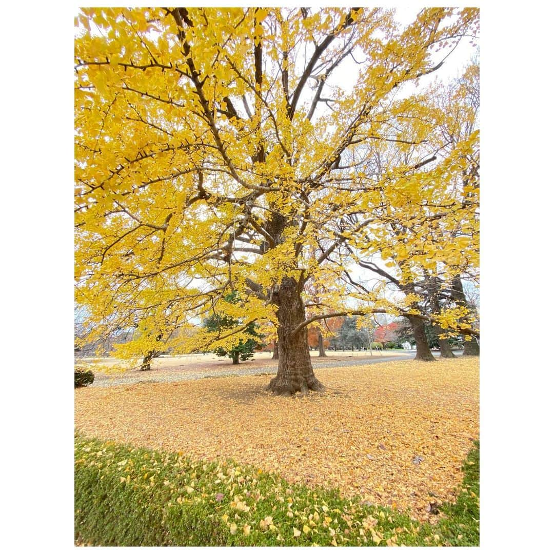 扇けいさんのインスタグラム写真 - (扇けいInstagram)「こないだ滑り込み秋に会って来ました🍁 この日ずっと笑ってたなぁ。 笑いながらぴょんぴょんお散歩してたんだけど楽しすぎましたー！！ 何でもないことでずっと一緒に笑っていられる存在って貴重だ🍀*゜」12月9日 0時01分 - kei.ohgi