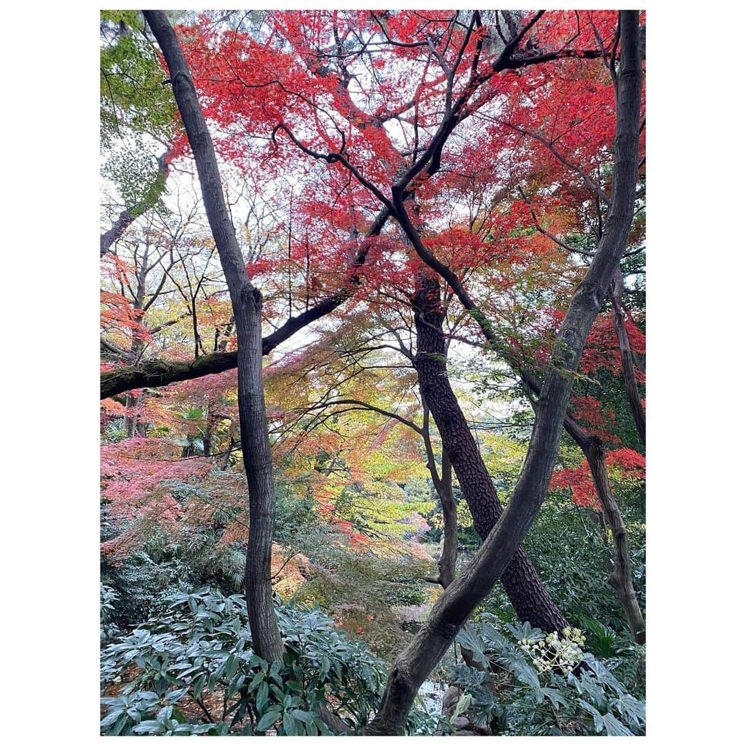 扇けいさんのインスタグラム写真 - (扇けいInstagram)「こないだ滑り込み秋に会って来ました🍁 この日ずっと笑ってたなぁ。 笑いながらぴょんぴょんお散歩してたんだけど楽しすぎましたー！！ 何でもないことでずっと一緒に笑っていられる存在って貴重だ🍀*゜」12月9日 0時01分 - kei.ohgi