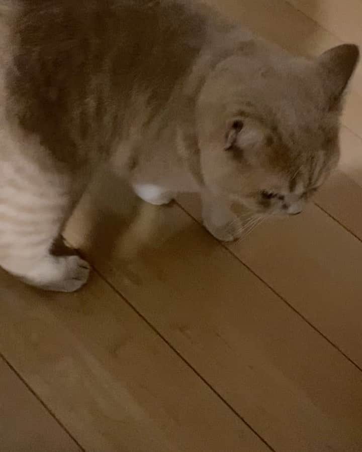 赤西涼のインスタグラム：「ご無沙汰してますが、らいちゃんも元気です🐱💕 撫でて欲しい場所を自分で擦るスタイル😽」