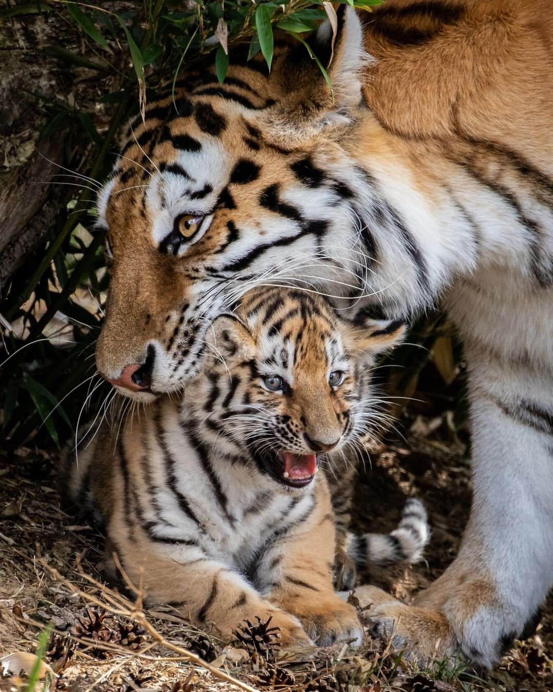 Discoveryさんのインスタグラム写真 - (DiscoveryInstagram)「Tigress mom picking up her little one.  Caption + Photo: Iana Abel (@topolinophotography)   #TigerTuesday #bigcatsofinstagram #parenting #momlife #tiger #wildlifephotography」12月9日 0時06分 - discovery