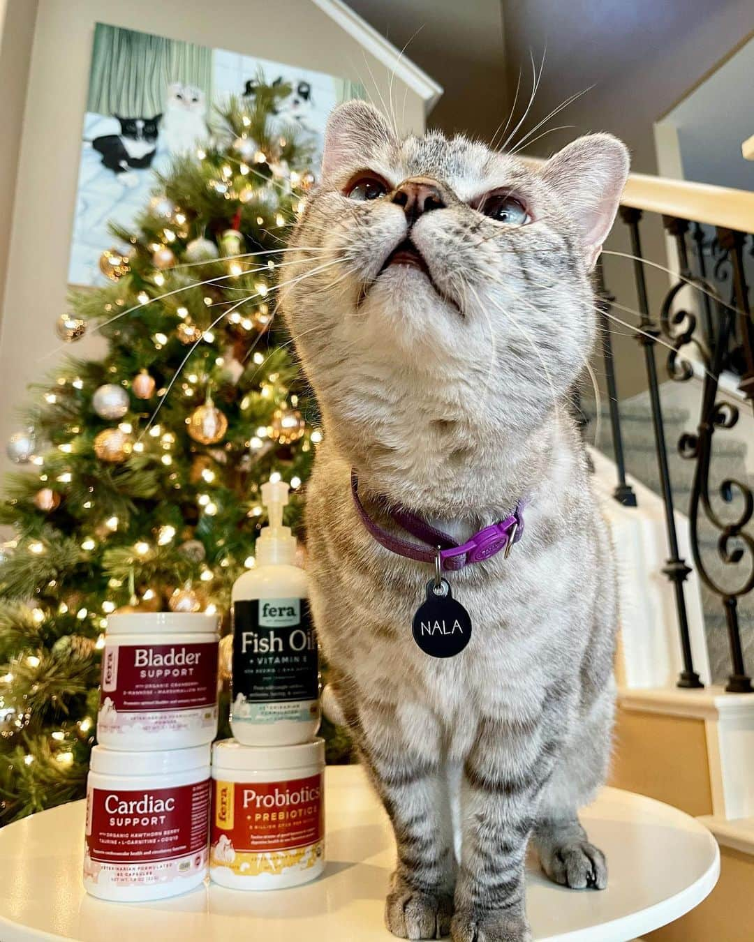 nala_catさんのインスタグラム写真 - (nala_catInstagram)「Happy holidays my friends! Give the gift of health and happiness this season and your furry babies will thank you. @ferapetorganics is the best and I trust all of their products since it’s veterinary owned and formulated. The Fish Oil is my favorite because it’s tasty and good for me. Link in bio to shop! #ferapetorganics #ad」12月9日 0時10分 - nala_cat