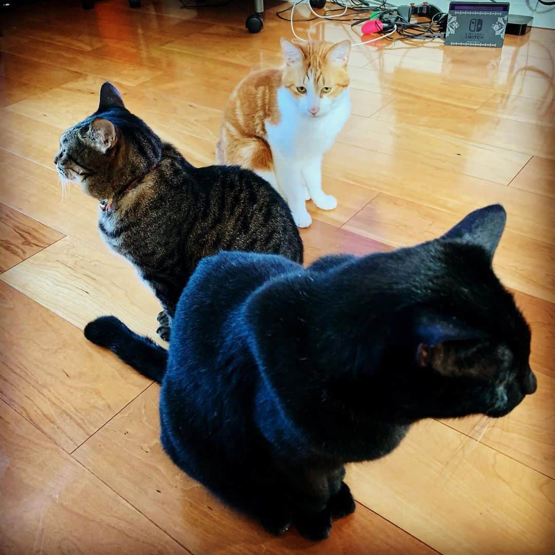 ピエール瀧さんのインスタグラム写真 - (ピエール瀧Instagram)「猫フォーメーション」12月9日 0時25分 - pierre_taki