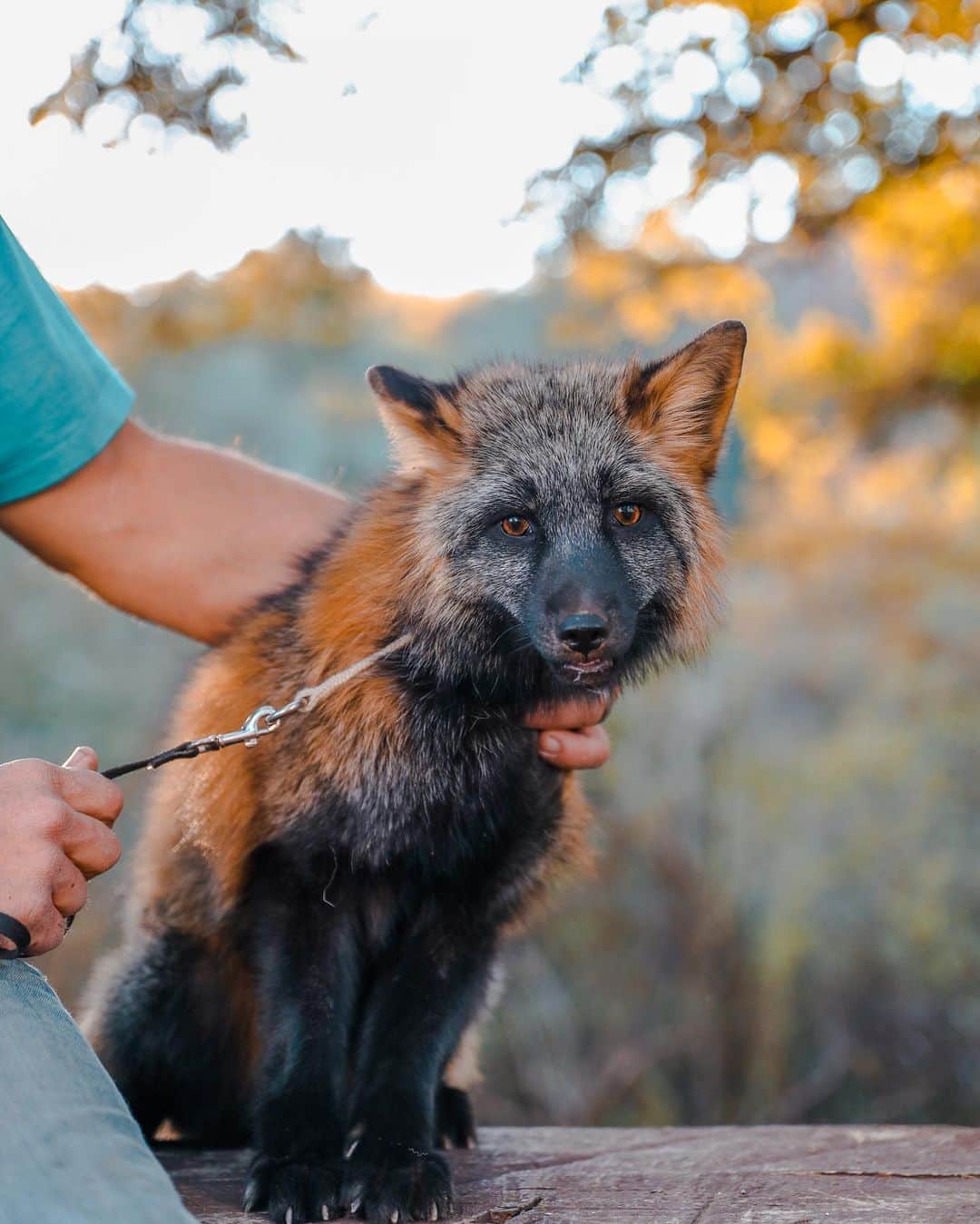 のインスタグラム：「Vlad 🦊  Little baby Vlad is like a younger brother.... ready to pounce on you when you just laid down to take a nap.  But when he gets in trouble, he snuggles up and looks at you with those sweet eyes!  . All three of the new Russian domesticated fox babies are doing very well. They are spending time being trained and socialized to new people and places.  The boys got to have their first mini photoshoot with @anabeldflux over the weekend. We are starting to get them used to a leash and new areas of the property. . We had an amazing fundraising weekend raising over $4000 for the transport costs of the remaining 6.  @anabeldflux donated the entire photoshoot weekend to help support the new rescues and @life_with_mia_nina hosted the beautiful fundraiser photoshoot on Sunday! 🙏🙏 And @spirithoods donated some amazing faux fur apparel to use in the shoots! Just wait until you see these photos come out- blow your mind amazing!  . We confirmed that the transport fees have increased and we do need another $4600 to cover those fees for transport.  Times are difficult, any small amount helps us get to our goal!  Donations can be received on our donation platform or directly on the website!  . . 📸 @anabeldflux  . #jabcecc #crossfox #vlad #russianboy #support #nonprofit #ppp #save #compassion #littlebrother #nibbles #redfox #vulpes #sandiego #socal #photoshoot #animalencounters #julian #foxencounters #uniquegifts #bestpresent #sponsor #spirithoods #fundraising」