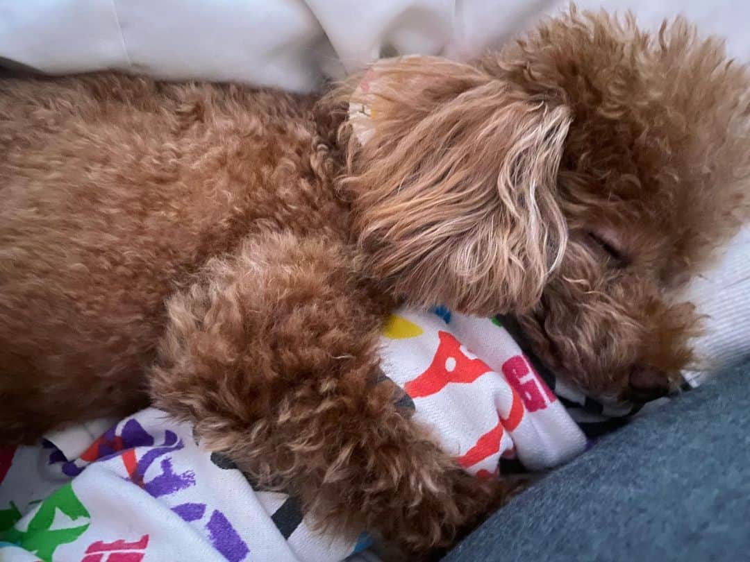 小林香菜さんのインスタグラム写真 - (小林香菜Instagram)「. 腕に巻きついて寝るの可愛すぎん🥲❤️？？ 涙出そう🥲🥲❤️❤️❤️ . #タイニープードル　#プードル　#ご就寝　#💤　#犬　#犬のいる暮らし　#dogstagram #🐶」12月9日 0時33分 - kanaful