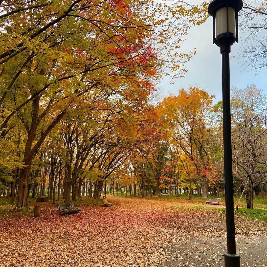 鈴木絢子さんのインスタグラム写真 - (鈴木絢子Instagram)「・ ・ 【紅葉絨毯🍁】 久しぶりに明るい時間の散歩🐶🐶 いつのまにか紅葉シーズンも終わりに差し掛かり、これぞ落ち葉のじゅうたん！！！の美しさでした😊✨ ・ 髪色も冬カラーにチェンジ✂︎ 海外では去年から流行り始めた#フェイスフレーミング カラーが日本にも秋冬ヘアとして上陸♪ ・ 韓国では#ミストバング としておなじみです✨ ・ ダメージケアブリーチを部分的に入れて、オンカラーはグレーの前にバイオレットを少々。 顔まわりがパッと明るく見えて、テレワークにもオススメ！ ・ コロナ禍で髪色もマンネリ気味だった方もぜひ🤗✨ ・ ・ ・ #落ち葉 #紅葉 #犬の散歩 #髪色チェンジ #フェイスフレーミングカラー #フェイスフレーミングハイライト #インナーカラー #ハイライト #流行 #美容 #ヘアカラー #ミニチュアダックス #親子犬 #トリュフとフォアグラ #紅葉 #落ち葉アート #紅葉スポット #マスク映え #マスクヘア #faceframingcolor #innercollar #🍁」12月9日 0時37分 - ayako_suzuki810