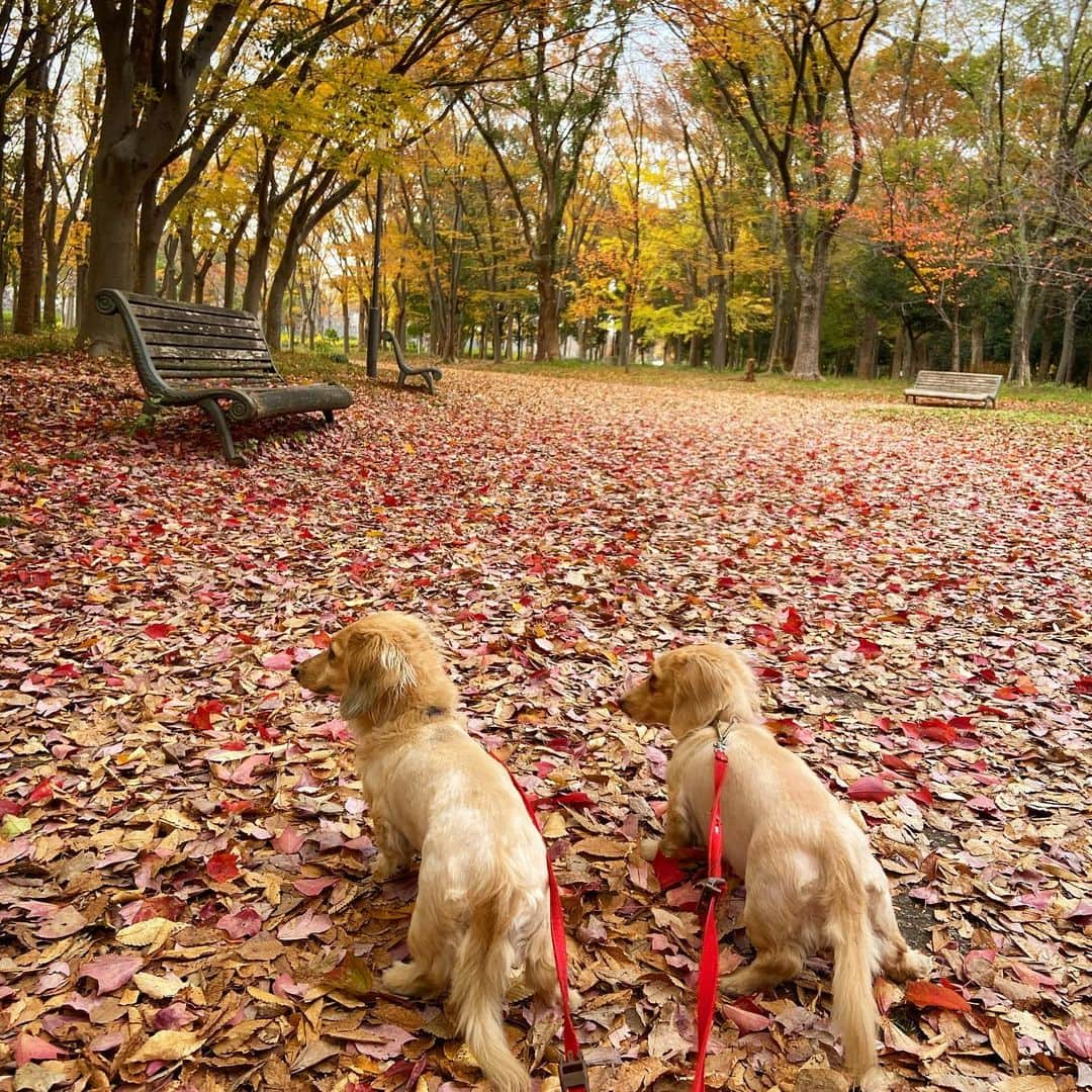 鈴木絢子さんのインスタグラム写真 - (鈴木絢子Instagram)「・ ・ 【紅葉絨毯🍁】 久しぶりに明るい時間の散歩🐶🐶 いつのまにか紅葉シーズンも終わりに差し掛かり、これぞ落ち葉のじゅうたん！！！の美しさでした😊✨ ・ 髪色も冬カラーにチェンジ✂︎ 海外では去年から流行り始めた#フェイスフレーミング カラーが日本にも秋冬ヘアとして上陸♪ ・ 韓国では#ミストバング としておなじみです✨ ・ ダメージケアブリーチを部分的に入れて、オンカラーはグレーの前にバイオレットを少々。 顔まわりがパッと明るく見えて、テレワークにもオススメ！ ・ コロナ禍で髪色もマンネリ気味だった方もぜひ🤗✨ ・ ・ ・ #落ち葉 #紅葉 #犬の散歩 #髪色チェンジ #フェイスフレーミングカラー #フェイスフレーミングハイライト #インナーカラー #ハイライト #流行 #美容 #ヘアカラー #ミニチュアダックス #親子犬 #トリュフとフォアグラ #紅葉 #落ち葉アート #紅葉スポット #マスク映え #マスクヘア #faceframingcolor #innercollar #🍁」12月9日 0時37分 - ayako_suzuki810