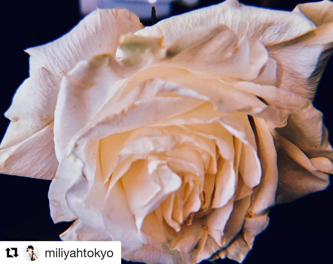 インスタグラムランキングさんのインスタグラム写真 - (インスタグラムランキングInstagram)「#加藤ミリヤ #Repost @miliyahtokyo with @get_repost ・・・ いつも応援してくださるファンの皆様へ  この度、第二子を授かりました。 出産は来年春の予定です。  一年前から予定していた武道館公演を無事成し遂げることができ、 心からの御礼とともにファンの皆様、支えてくださる関係者の皆様にご報告させていただきます。 これからも与えられたすべてのことを一生懸命頑張っていきますので、変わらぬ応援をよろしくお願い致します。 コロナ禍の中まだまだ不安な日々が続いていますが、皆様が安全に健康でいられますようお祈りします。  心からの愛と感謝を込めて。  加藤ミリヤ」12月9日 0時40分 - talentinsta1