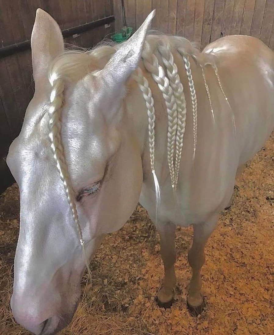 Luraのインスタグラム：「Lula Loves: This is the breed "Akhal-Teke", out of Turkmenistan. It is a very old breed and known for its metallic sheen. The sheen is a result of the opaque core of the hair being narrower or even absent, allowing the light to shine through the hair - except it refracts it a little to give that shimmery golden look. They come in many colors. This one is called "Cremelo".」