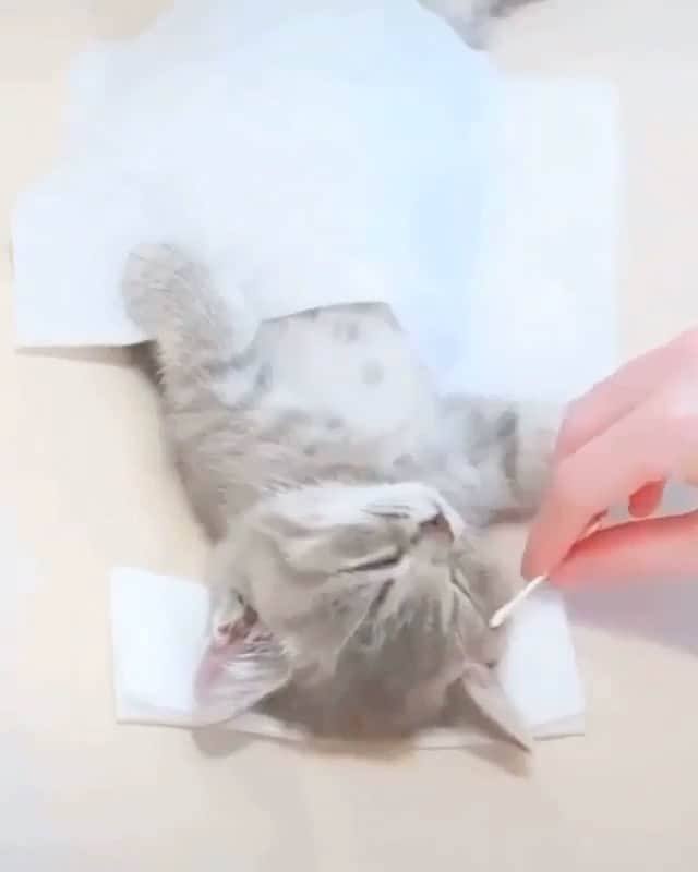 naildecorvideosのインスタグラム：「Cat spa 💕 repost @manal」