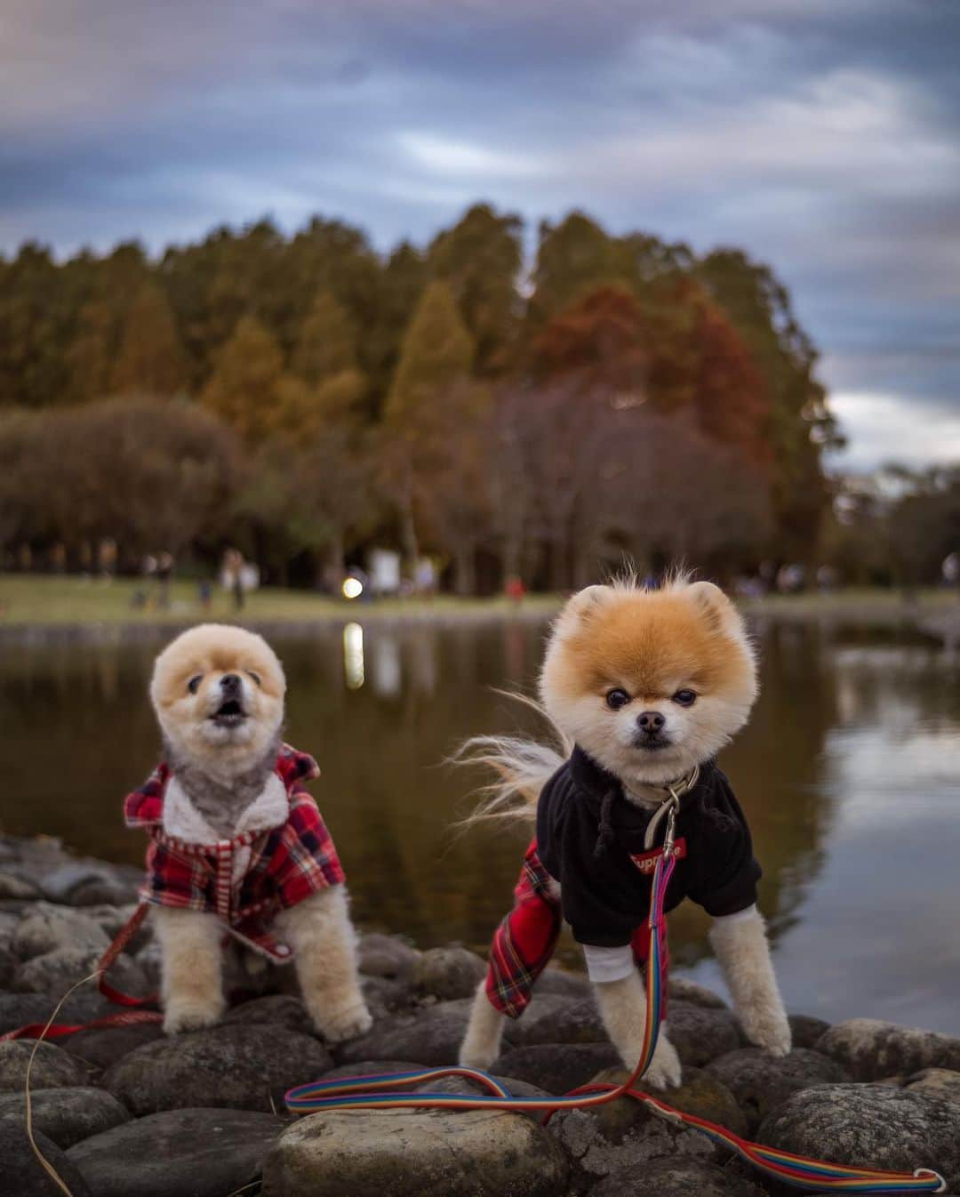 ポテチンさんのインスタグラム写真 - (ポテチンInstagram)「ポテロック、ブーちゃんに会うの巻。 そしてブーちゃんの妹は六みたいなタイフーンガールだった…お誕生日おめでとう、タイフーンガールマイラ  6、7、8、10 photos by @little2poms」12月9日 0時56分 - pom.potechin