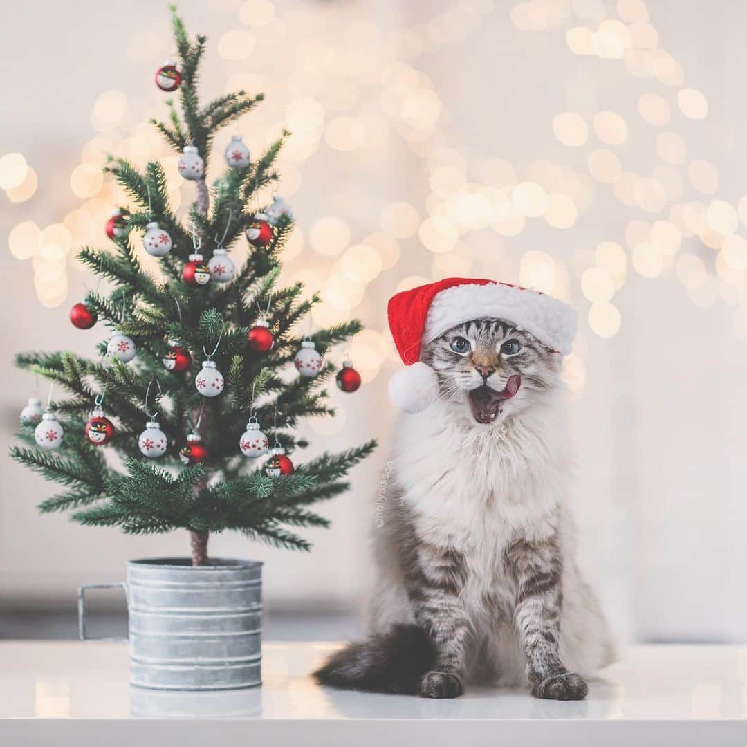 Holly Sissonさんのインスタグラム写真 - (Holly SissonInstagram)「I’m a happy SantaPaws! ❤️🎅🐱 ~ #toronto #cat #SiberianCat #santapaws #bokeh⁠ (See more of Finnegan, and Oliver, on @pitterpatterfurryfeet)  ~  Canon 1DXMkII + 85 f1.4L IS @ f1.4」12月9日 1時15分 - hollysisson