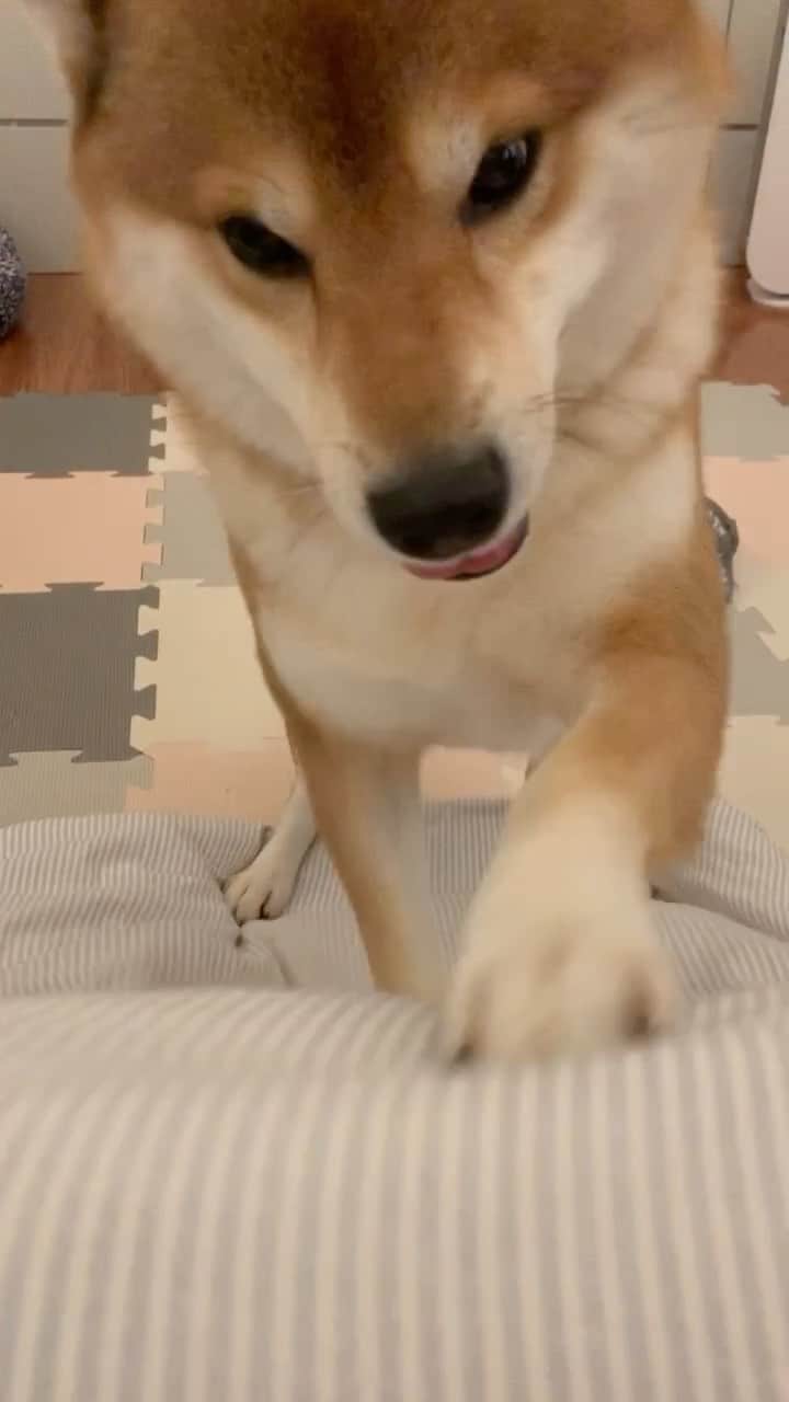 ?Fricko the Shiba Inu?のインスタグラム：「Dig dig dig dig dig 😂🤣」
