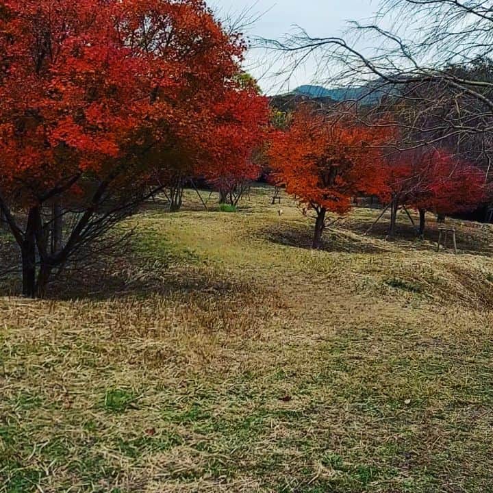 竹内都子のインスタグラム：「紅葉狩り🍁🍁  #紅葉#紅葉狩り #トイプードル #さんぽ #ハイキング」