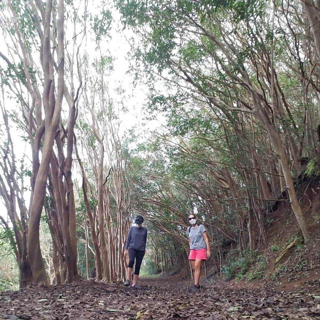 飯島寛子さんのインスタグラム写真 - (飯島寛子Instagram)「午後から衝動的にトレイルへ。 ほんのひととき気軽に美味しい空気をいただきました。 #wiliwilinuiridge #trail #afternoontrail  #ハワイトレイル　#ハワイ暮らし」12月9日 12時34分 - hirokoiijima