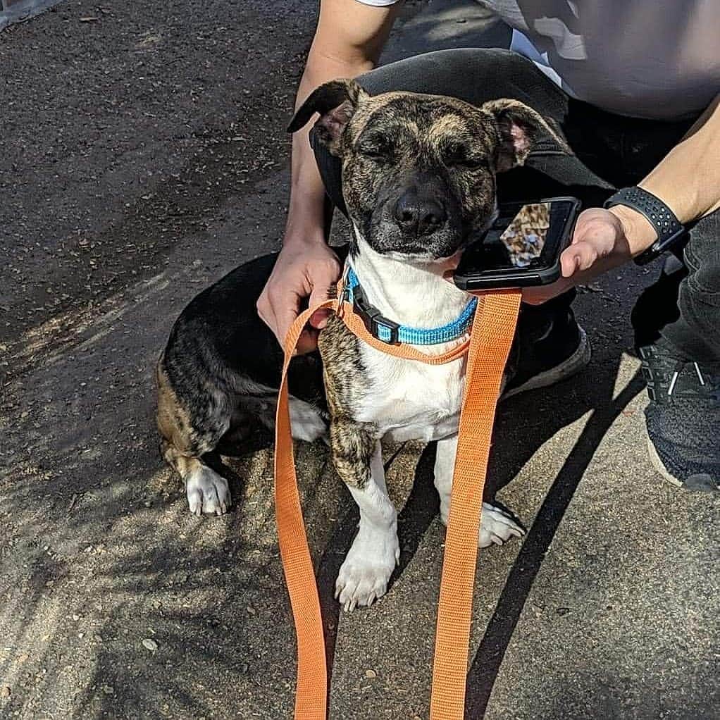 ベアトリサ・リャンのインスタグラム：「Introducing the newest member of the Liang clan...meet Kogi! He's 1yo, has a giraffe neck, and loves to sleep all day. Yes, I know what his name means in Korean. No, it does not mean we will eat him 🙄. It's derived from an inside joke amongst the #dngrnoodz🐍, so if you're my friend I'll gladly tell you what it is 🙃. Please enjoy more puppy spam in the near future.   P.S. I still haven't decided if I'm going to actively use @kogiandkaiya, but if you'd like to follow I wouldn't be mad at it.   #puppylove #Kogi&Kaiya #puppy #dogsofinstagram #barked」