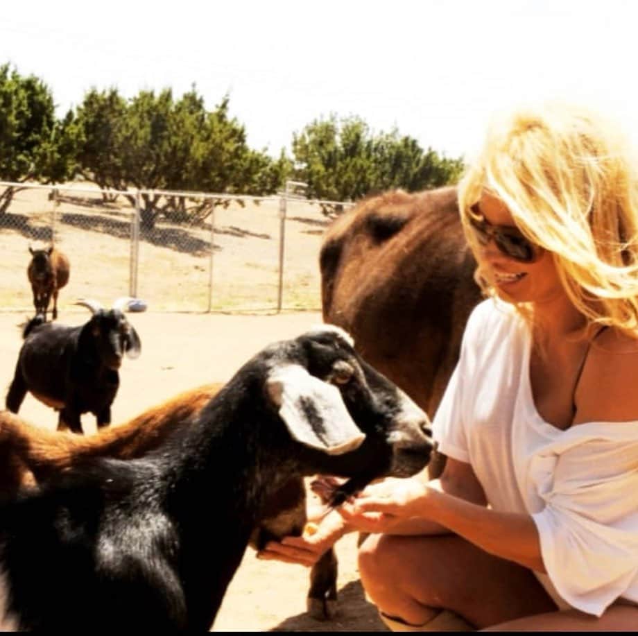 パメラ・アンダーソンのインスタグラム：「@thegentlebarn #california #animalsheal surrounded by love - #neverbuyanimals」