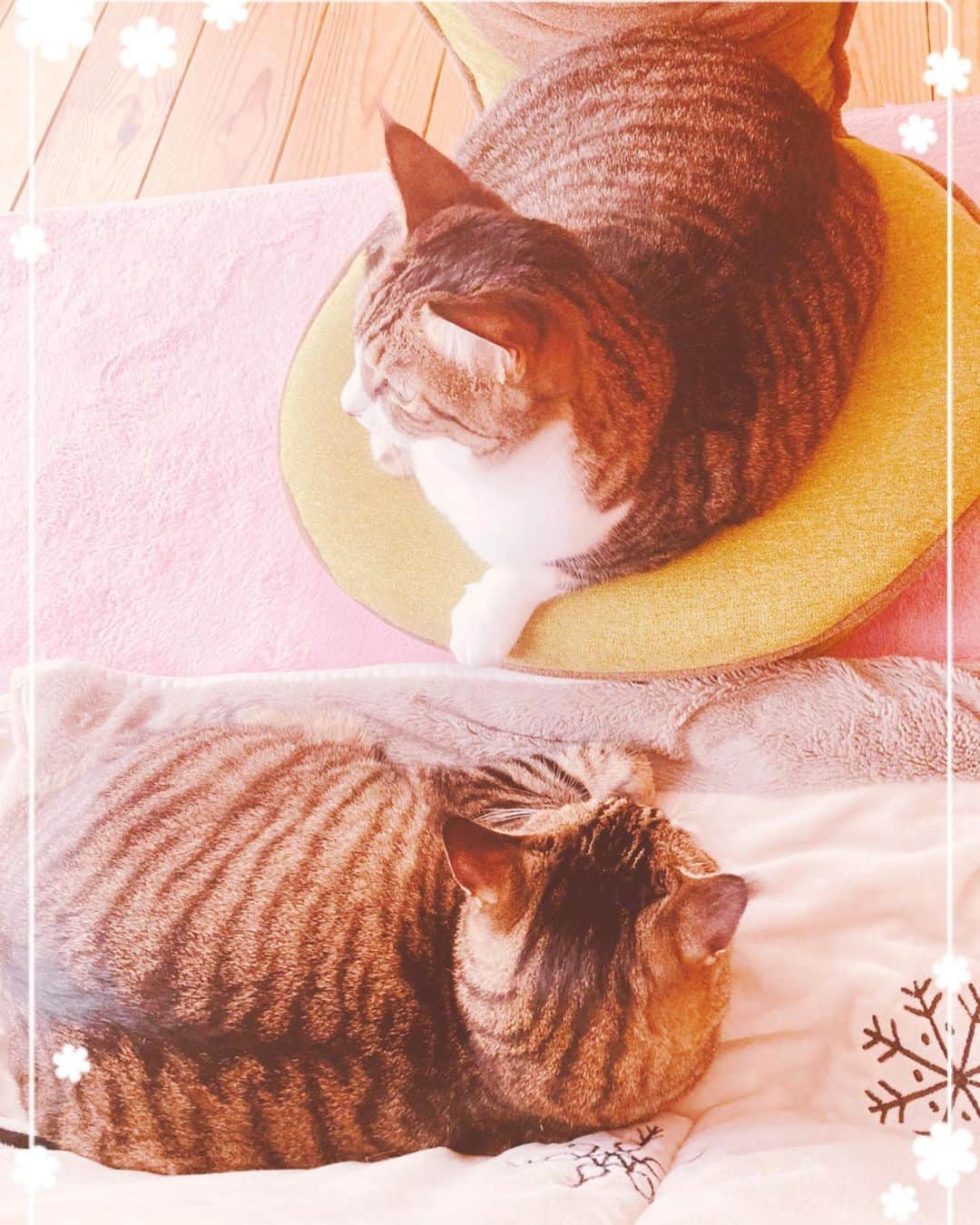 のインスタグラム：「珍しく近距離💕  #うちのお嬢さん」