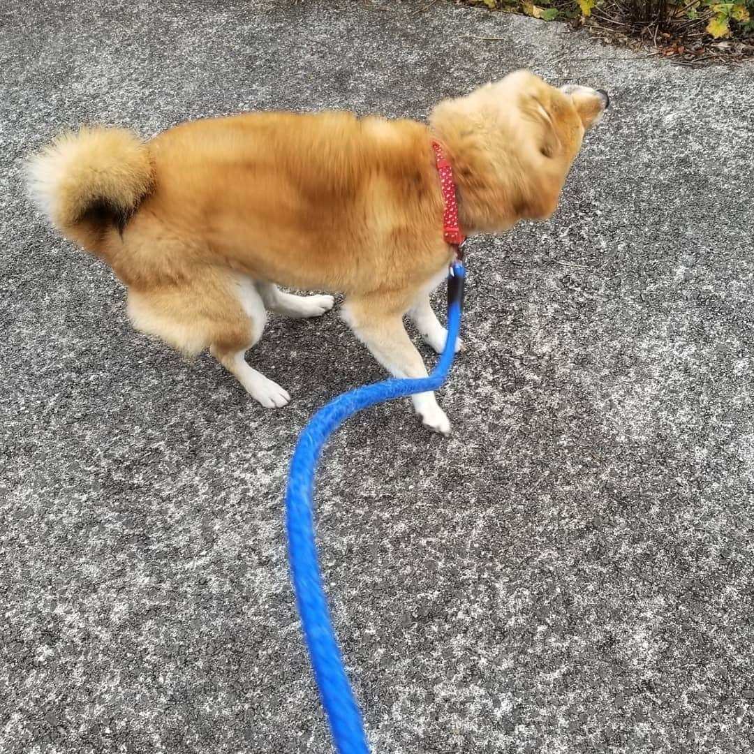 柴犬たま Shibainu Tamaさんのインスタグラム写真 - (柴犬たま Shibainu TamaInstagram)「柴ドリル絶好調👍 ﻿﻿﻿﻿﻿﻿﻿ Caption trans🇬🇧﻿﻿﻿﻿﻿﻿﻿ Shiba drill (shibe drill) is in great shape👍 ﻿﻿﻿﻿﻿﻿﻿ #柴犬たま #たママ #たまーば #柴ドリル #shibedrill #shibadrill #柴犬 #shiba #shibainu #shibastagram #犬 #dog」12月9日 12時21分 - tama7653