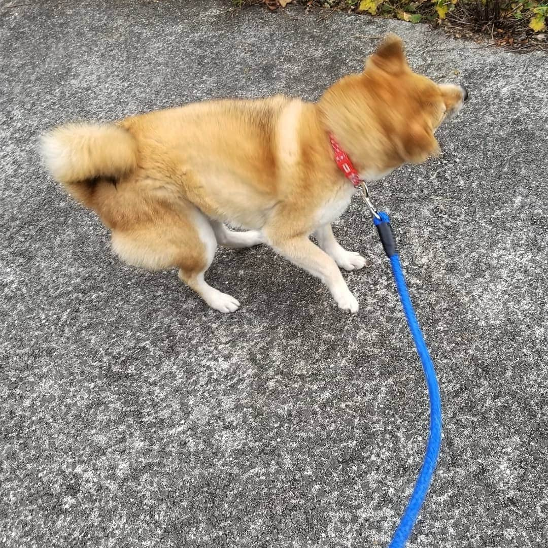 柴犬たま Shibainu Tamaさんのインスタグラム写真 - (柴犬たま Shibainu TamaInstagram)「柴ドリル絶好調👍 ﻿﻿﻿﻿﻿﻿﻿ Caption trans🇬🇧﻿﻿﻿﻿﻿﻿﻿ Shiba drill (shibe drill) is in great shape👍 ﻿﻿﻿﻿﻿﻿﻿ #柴犬たま #たママ #たまーば #柴ドリル #shibedrill #shibadrill #柴犬 #shiba #shibainu #shibastagram #犬 #dog」12月9日 12時21分 - tama7653