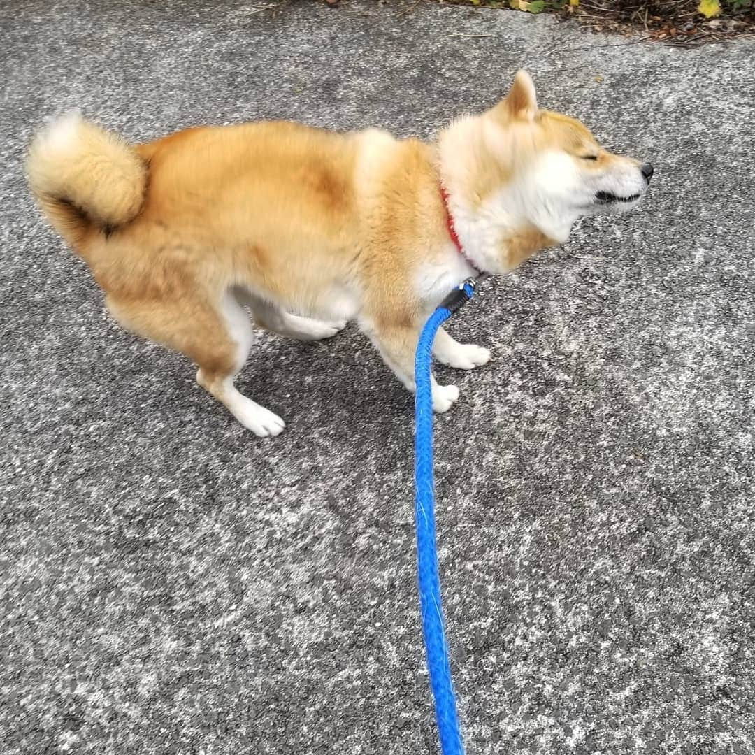 柴犬たま Shibainu Tamaのインスタグラム