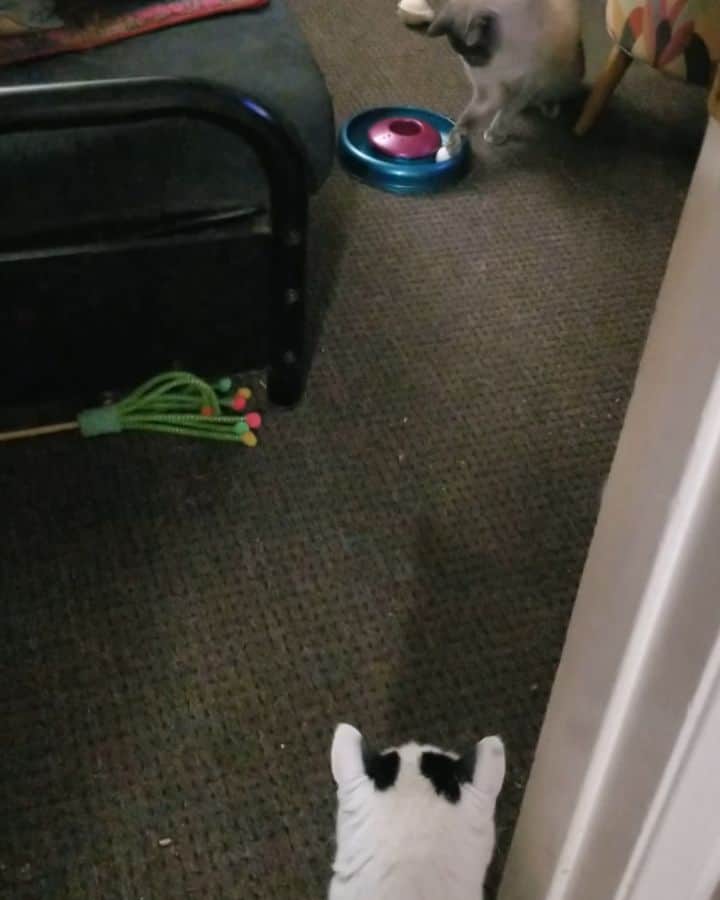 のインスタグラム：「So we're leaving Frank's door open to help make him less of a novelty to the seven creeps who just like to stare at him when the door's only open a short while. No major issues yet 🤞 #FaceTime」