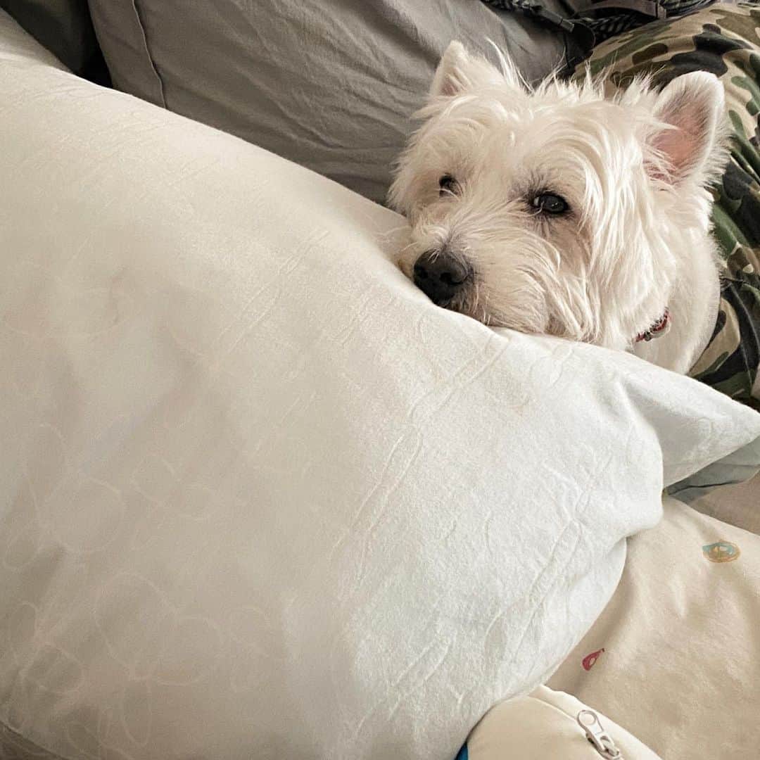 Hoykong&Plamuekのインスタグラム：「Lazy day #plamuek_westies」