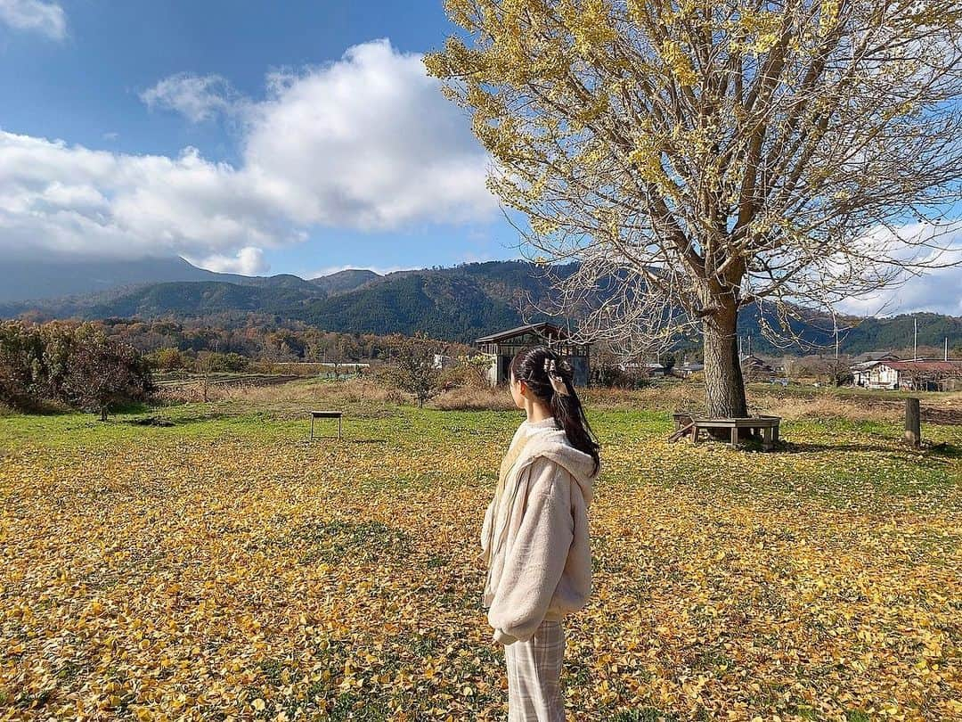 SAKURAのインスタグラム：「こんにちは〜！🌸﻿ ﻿ ﻿ ﻿ ﻿ 先日行った、滋賀県のメタセコイア並木！🌲🌳﻿ まだギリギリ紅葉してました〜！！﻿ すごく綺麗でした✨✨✨﻿ ﻿ ﻿ ﻿ ﻿ 山の上のご飯屋さんで﻿ 自然に囲まれながらご飯も食べました！！🍚﻿ とれたて野菜がたくさん入っていたり、﻿ かまどで炊いたご飯を食べたり🤤🤤﻿ 自然いっぱいでとても癒されました🌟﻿ ﻿ ﻿ ﻿ 1枚目はご飯屋さんのすぐ横にあった広場でパシャリ📸﻿ 落ち葉で黄色の絨毯みたいになってました🍂﻿ ﻿ ﻿ ﻿ 自然を満喫できた1日でした！！🌱﻿ ﻿ ﻿ ﻿ ﻿ お昼からも頑張りましょうね〜！！﻿ ﻿ ﻿ #bs2020 #buffaloes #baseball #orixbuffaloes #npb  #プロ野球 #野球女子 #野球好き #オリ姫  #メタセコイア並木 #紅葉 #自然 #景色 #lunch #instagood #follow #sakura_365 #sakura #bsgirls #🌸」