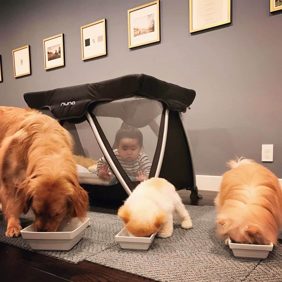 Buddy Boo Blueのインスタグラム：「4 years ago today. Clearly we are a dog home 😂 (We promise we fed the human baby, too.)」