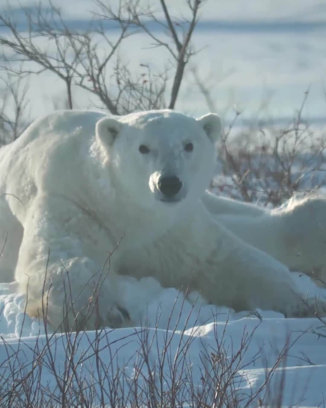 3M（スリーエム）のインスタグラム：「A tech challenge to invent a better way to track polar bears is moving out of the lab and into the Arctic with help from 3M scientists and @PolarBearsInternational 🐻‍❄️. Learn more about the innovative ways these non-permanent prototypes could help improve research (link in bio).」