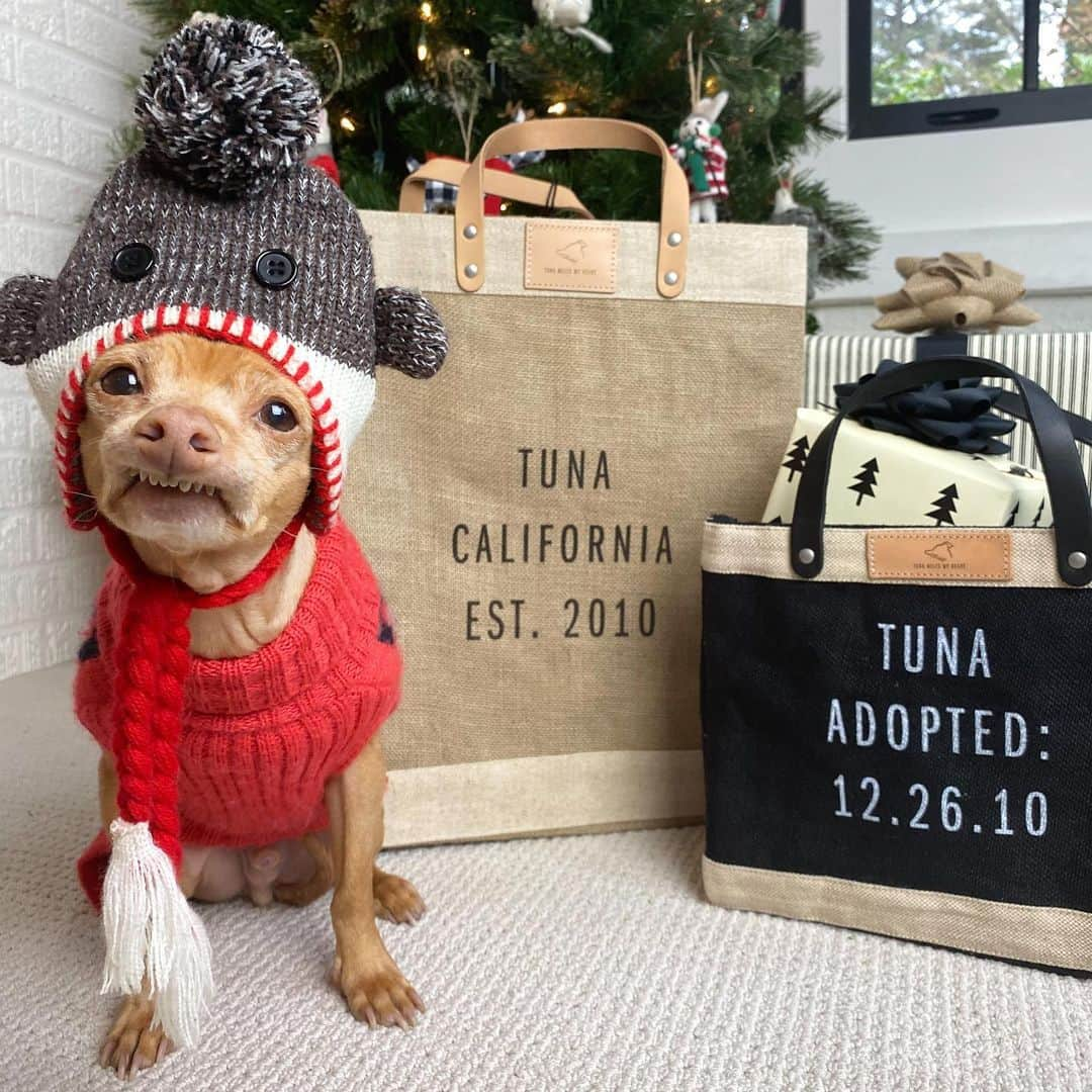 Tuna {breed:chiweenie} さんのインスタグラム写真 - (Tuna {breed:chiweenie} Instagram)「My friends at @apolis launched the limited-edition Tuna bags today (Dec 8th) and they will be on sale for ONE WEEK ONLY! These bags are my favourite and make THE BEST personalised 🎄 gifts! For example, I designed the ones in this compilation but you can personalise them for your pet or someone else’s. The bags are super durable and perfect for travel, groceries, ice (yes, ice) and everyday use! You can customise what you’d like to say, and each bag includes a label with Tuna’s adorable profile outlined on it, PLUS every bag sold donates $5 to the Tuna Fund, which helps animals in need through multiple 501(c)(3) pet charities. Go to the link in Tuna’s profile to grab one before they are no longer available!」12月9日 4時43分 - tunameltsmyheart