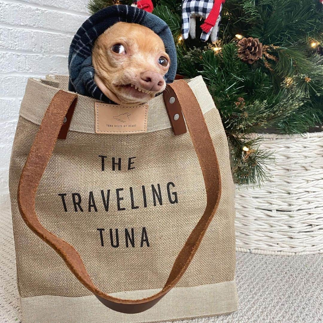 Tuna {breed:chiweenie} さんのインスタグラム写真 - (Tuna {breed:chiweenie} Instagram)「My friends at @apolis launched the limited-edition Tuna bags today (Dec 8th) and they will be on sale for ONE WEEK ONLY! These bags are my favourite and make THE BEST personalised 🎄 gifts! For example, I designed the ones in this compilation but you can personalise them for your pet or someone else’s. The bags are super durable and perfect for travel, groceries, ice (yes, ice) and everyday use! You can customise what you’d like to say, and each bag includes a label with Tuna’s adorable profile outlined on it, PLUS every bag sold donates $5 to the Tuna Fund, which helps animals in need through multiple 501(c)(3) pet charities. Go to the link in Tuna’s profile to grab one before they are no longer available!」12月9日 4時43分 - tunameltsmyheart