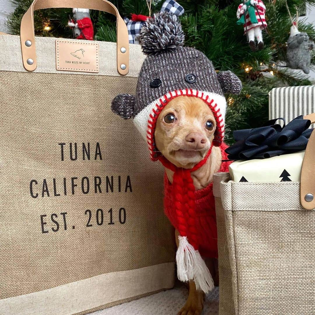 Tuna {breed:chiweenie} さんのインスタグラム写真 - (Tuna {breed:chiweenie} Instagram)「My friends at @apolis launched the limited-edition Tuna bags today (Dec 8th) and they will be on sale for ONE WEEK ONLY! These bags are my favourite and make THE BEST personalised 🎄 gifts! For example, I designed the ones in this compilation but you can personalise them for your pet or someone else’s. The bags are super durable and perfect for travel, groceries, ice (yes, ice) and everyday use! You can customise what you’d like to say, and each bag includes a label with Tuna’s adorable profile outlined on it, PLUS every bag sold donates $5 to the Tuna Fund, which helps animals in need through multiple 501(c)(3) pet charities. Go to the link in Tuna’s profile to grab one before they are no longer available!」12月9日 4時43分 - tunameltsmyheart