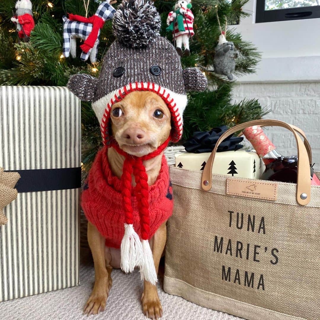 Tuna {breed:chiweenie} さんのインスタグラム写真 - (Tuna {breed:chiweenie} Instagram)「My friends at @apolis launched the limited-edition Tuna bags today (Dec 8th) and they will be on sale for ONE WEEK ONLY! These bags are my favourite and make THE BEST personalised 🎄 gifts! For example, I designed the ones in this compilation but you can personalise them for your pet or someone else’s. The bags are super durable and perfect for travel, groceries, ice (yes, ice) and everyday use! You can customise what you’d like to say, and each bag includes a label with Tuna’s adorable profile outlined on it, PLUS every bag sold donates $5 to the Tuna Fund, which helps animals in need through multiple 501(c)(3) pet charities. Go to the link in Tuna’s profile to grab one before they are no longer available!」12月9日 4時43分 - tunameltsmyheart