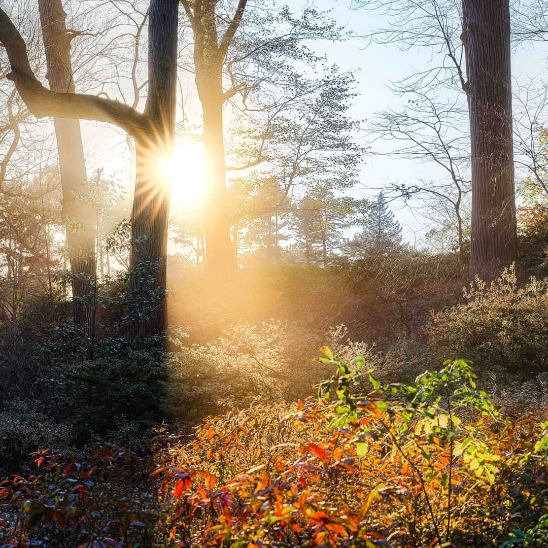 ニューヨーク植物園のインスタグラム：「As the sun casts its setting rays on the Azalea Garden, it becomes the perfect collection to explore in late afternoon, looking toward the crisp beauty of the winter to come. 🌅 . #plantlove #AllInNYC」