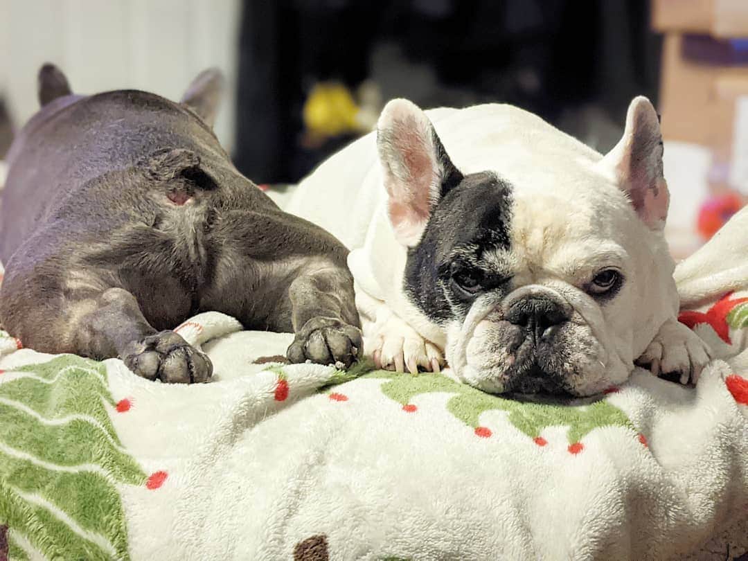 Manny The Frenchieのインスタグラム：「I don't know what's worse, your feet or your butt...Wait, I know it's both! Please turn around dude! 😠」