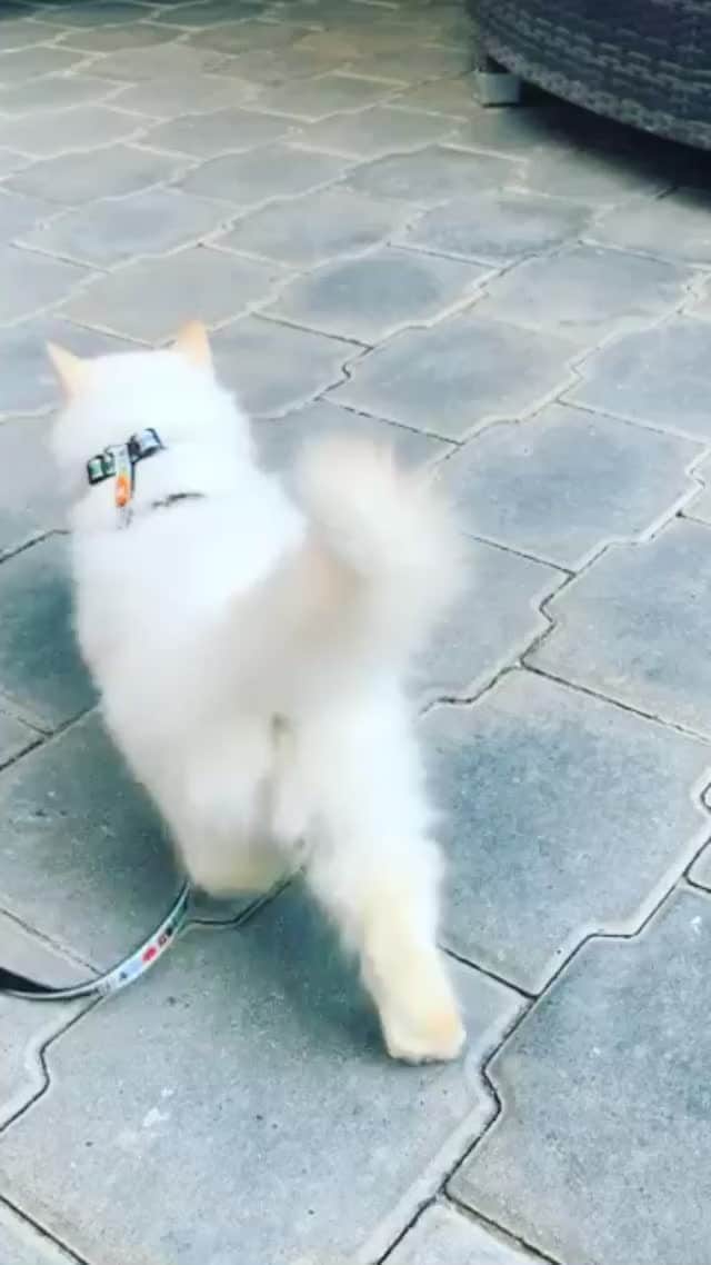The Cats Of Instagramのインスタグラム：「#Repost • COIVideoChallenge • @vivborras If you go around being afraid, you're never going to enjoy life. You have only one chance, so you've got to have fun.」